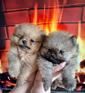 Pomeranian spitz paaritamiseks (3 foto / 6)