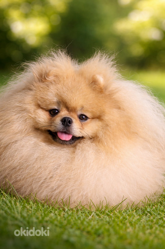 Pomeranian spitz paaritamiseks