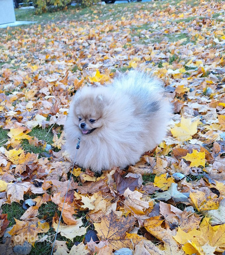 Pomeranian koer paaritamiseks