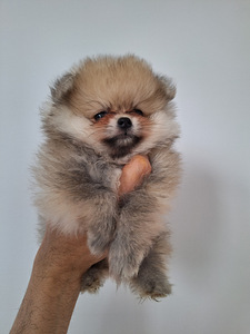 Pomeranian spits, tüdruk (1 foto / 2)