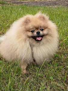 Pomeranian spits, tüdruk (2 foto / 2)