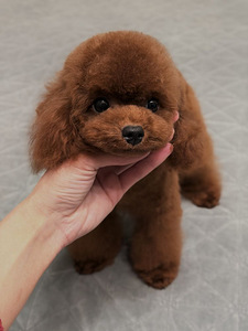 Toy puudel paaritamiseks, teacup (3 foto / 4)