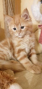 Maine Coon (2 foto no 10)