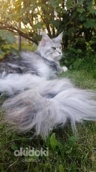 Maine Coons (foto #8)