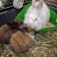 Кролики 1 месяц (фото #1)
