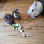 Кролики 1 месяц (фото #2)