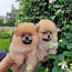 Pomeranian Spitz FCI pedigree wait you (foto #2)