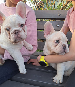 Prantsuse Bulldog (1 foto / 5)