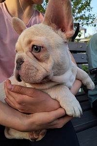 Prantsuse Bulldog (2 foto / 5)