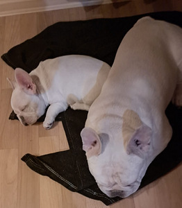 Prantsuse buldog! Parim kvaliteet Eestis. MÜÜDUD (5 foto / 8)