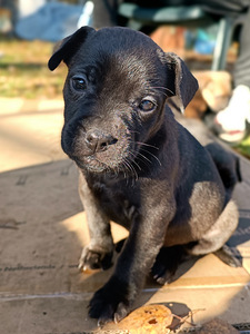 Buldogi segaverelised kutsikad (3 foto / 8)