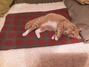 Отдам в добрые руки котика. (2 фото из 2)