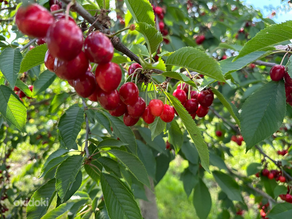 Плитка гипс