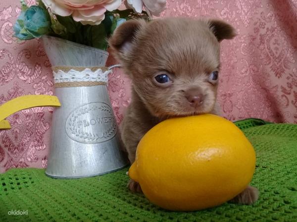 Chihuahua tudruk-reserv (foto #1)