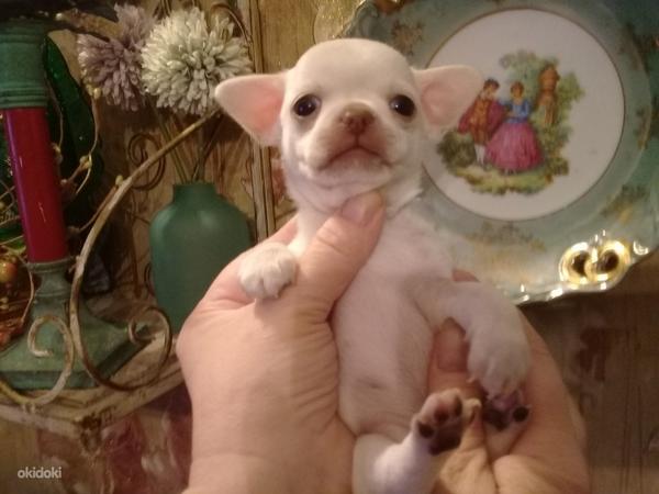 Chihuahua (foto #6)