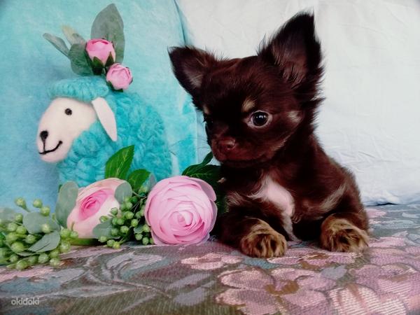 Chihuahua peserv (foto #3)