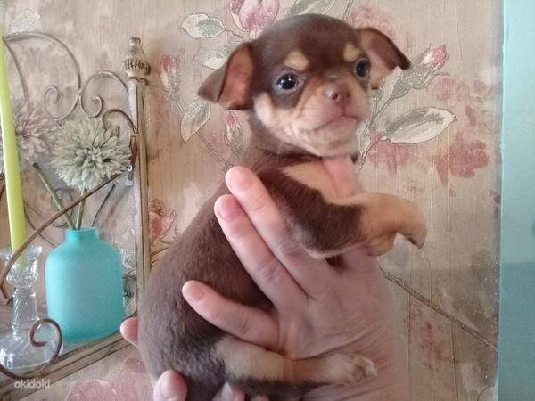 Chihuahua peserv (foto #6)