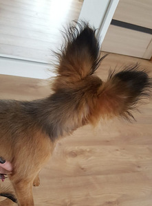 TOY LONGHAIR (6 foto / 8)