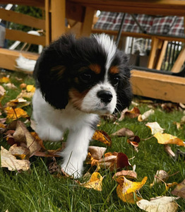 Cavalier King Čarlz Spaniel (2 foto / 8)