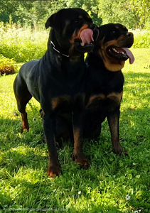 Rottweileri kutsikas (4 foto / 5)