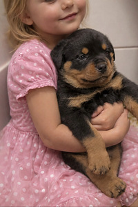 Rottweileri kutsikas (2 foto / 5)