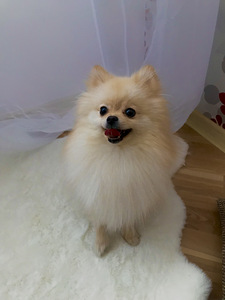 Pomeranian spits (3 foto / 3)