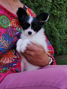 Papillon (3 foto / 6)