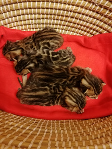 Bengali kassipojad. (2 foto / 6)