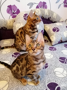 Bengali kassipoeg (7 foto / 10)