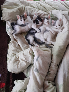 Mänguhimulised ja iseseisvad 2kuused emaskassid otsivad kodu (1 foto / 7)
