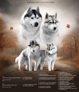 Siberi huksy/Сибирский хаски (5 фото из 5)