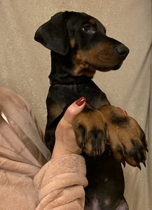 Doberman (2 foto no 3)