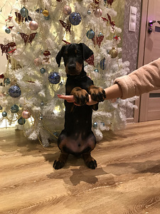 Doberman (3 foto no 3)
