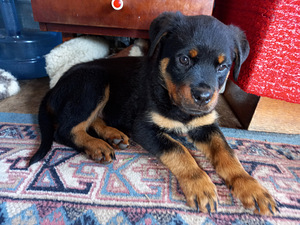 Rottweiler kutsikad (1 foto / 1)