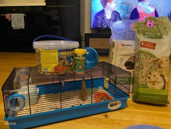 Roborovski hamster (foto #1)