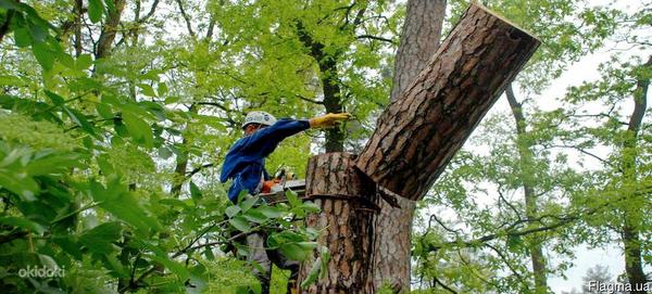 Ohtlike puude langetamine, metsa raiumine (foto #1)