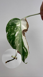 Monstera Albo cuttings (3 foto / 6)