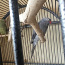 Воротничковый попугай ищет новый дом (фото #1)