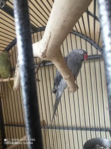 Воротничковый попугай ищет новый дом (фото #1)