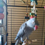 Ошейниковый попугай (фото #2)