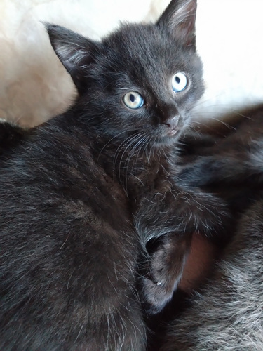 Котенок