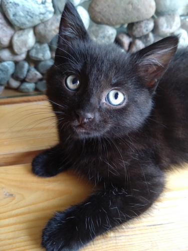 Котенок