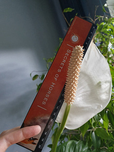 Tõlvlehik Spathiphyllum naiste õnn lill taim Tõlvik plant (1 foto / 2)