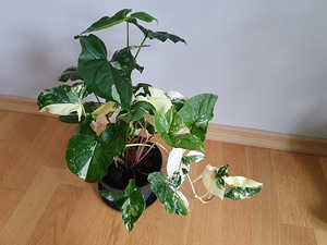 Toataim Süngoonium / Syngonium Albo Variegata / Sõrgköis (1 foto / 3)