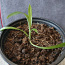 Tupsliilia rohtliilia Chlorophytum klorofüütum pruudislepp (foto #2)