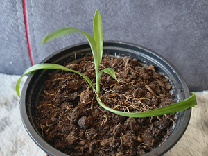 Хлорофитум Chlorophytum растение цветок (2 фото из 2)