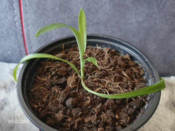 Tupsliilia rohtliilia Chlorophytum klorofüütum pruudislepp (foto #2)