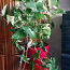 Сингониум Альба вариегата Syngonium Albo растение цветок (фото #1)