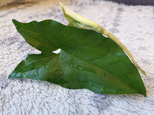 Süngoonium Syngonium Albo Variegata Sõrgköis lill taim (6 foto / 8)