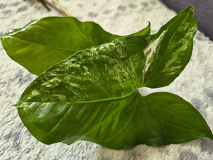 Сингониум Альба вариегата Syngonium Albo растение цветок (3 фото из 3)